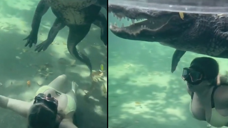 Νεαρή κολυμπά με έναν αλιγάτορα