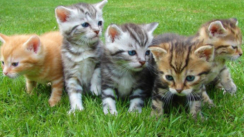 Θεσσαλονίκη: Δωρεάν στειρώσεις σε αδέσποτες γάτες ξεκινά ο Δήμος