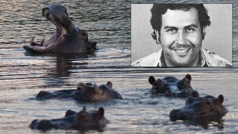 Κολομβία: Oι ιπποπόταμοι του Πάμπλο Εσκομπάρ επιτίθενται σε ανθρώπους