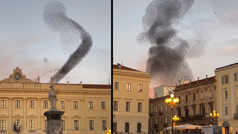 Πουλιά χορεύουν βαλς στον ουρανό της Σαρδηνίας