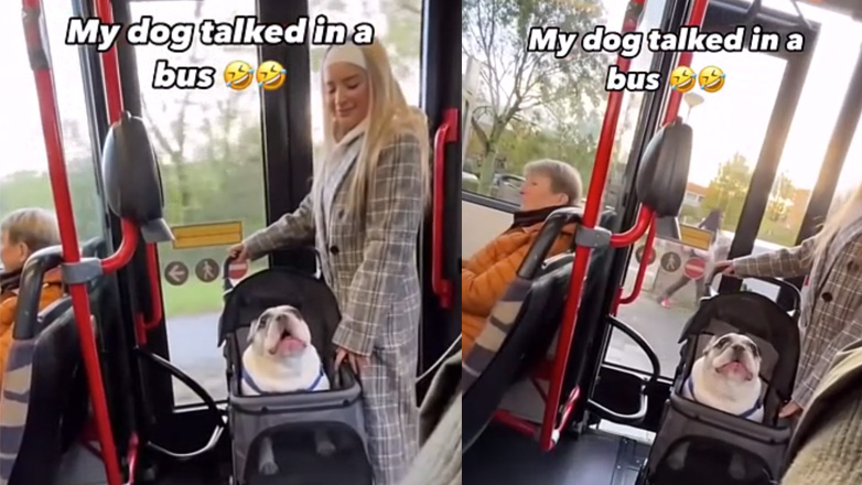 Ένας σκύλος που προσπαθεί να μιλήσει