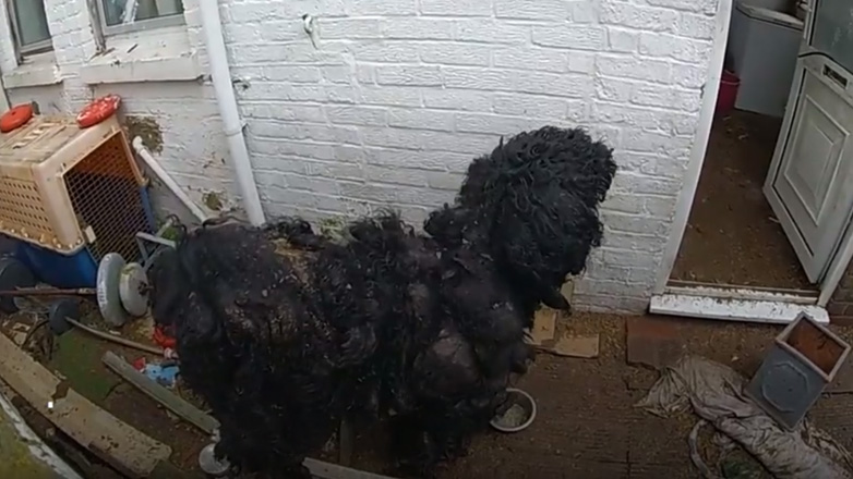 Διάσωση παραμελημένου σκύλου με 8 κιλά μαλλί-κόμπους