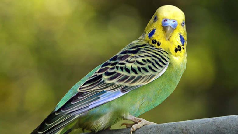 Τα καλύτερα κατοικίδια πουλιά για να πάρετε στο παιδί σας