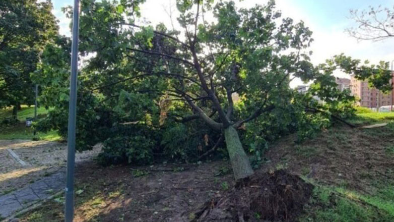 Θεσσαλονίκη: Ισχυροί άνεμοι έριξαν δέντρα σε καλώδια της ΔΕΗ – Κλειστά τα σχολεία στον Σοχό