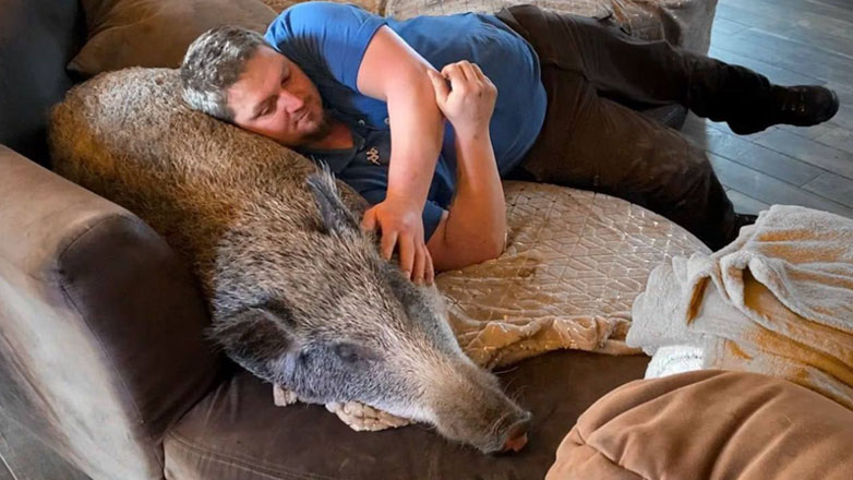 Βέλγιο: Ένα ζευγάρι δέθηκε τόσο με έναν αγριόχοιρο που τον έκανε κατοικίδιο του