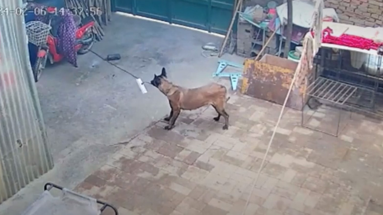 Σκύλος αποτρέπει πυρκαγιά