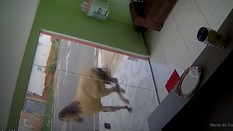 Άλογο σπάει τζάμι σε οδοντιατρείο