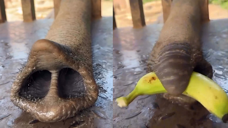 Ελέφαντας πιάνει μπανάνες