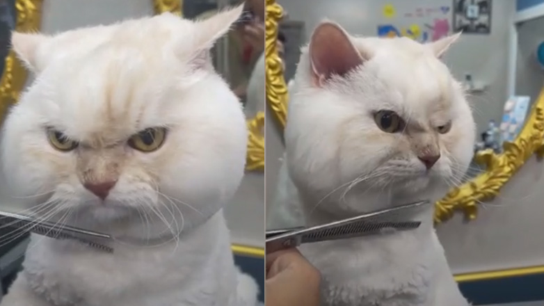 Γάτος μισεί το κούρεμα του