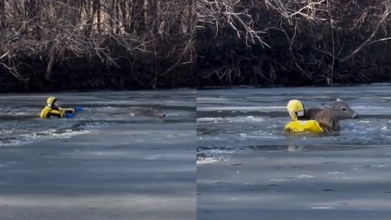 Πυροσβέστης σώζει παγιδευμένο ελάφι