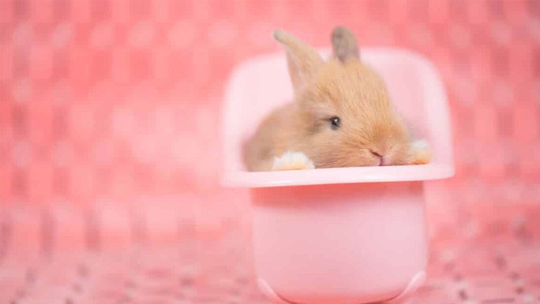 Πώς να κάνετε μπάνιο εύκολα και γρήγορα το κουνέλι σας