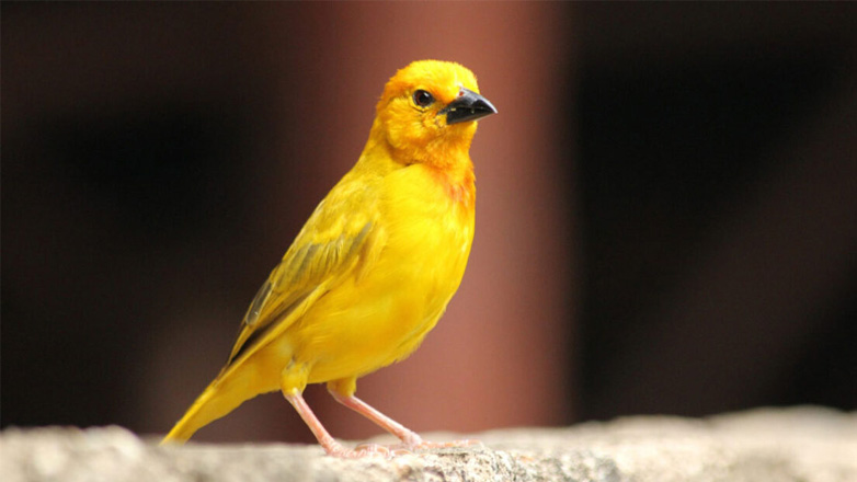 Καναρίνια: Γιατί πρέπει να κάνουν συχνά μπάνιο