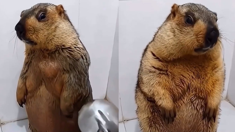 Μαρμότα κάνει μπάνιο