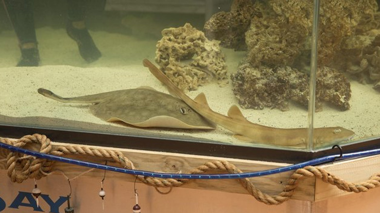 Σαλάχι έμεινε έγκυος χωρίς αρσενικό – Υποψίες ότι ο πατέρας είναι καρχαρίας