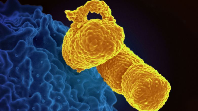 Klebsiella pneumoniae: To θανατηφόρο ανθεκτικό βακτήριο που εξαπλώνεται στην Ευρώπη