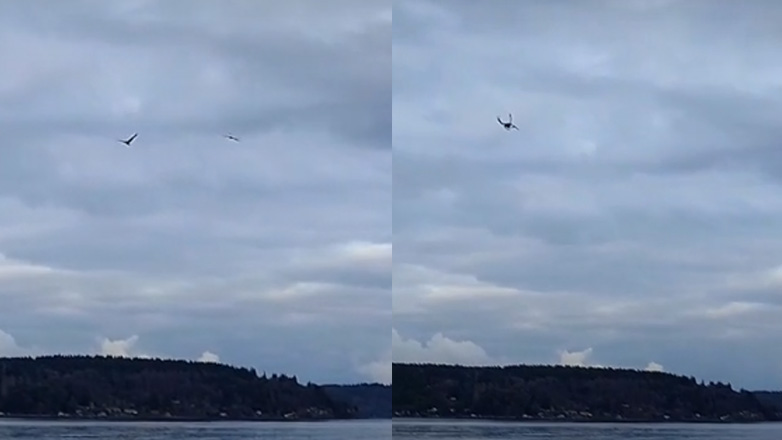 Αετοί σε μαγικό χορό στον αέρα