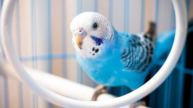 Τι δεν πρέπει να τρώνε τα κατοικίδια πουλιά μας