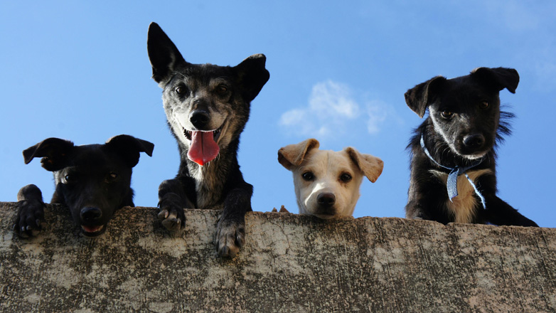 Πανελλαδική Φιλοζωική και Περιβαλλοντική Ομοσπονδία: Ανοιχτή επιστολή προς τους κτηνιάτρους της χώρας