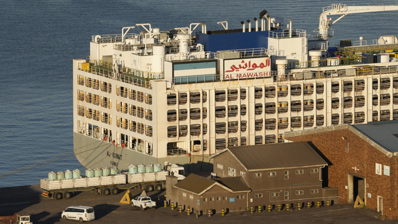 Νότια Αφρική: Δυσωδία στο Κέιπ Τάουν εξαιτίας πλοίου που μεταφέρει 19.000 βοοειδή Νότια Αφρική: Δυσωδία στο Κέιπ Τάουν εξαιτίας πλοίου που μεταφέρει 19.000 βοοειδή