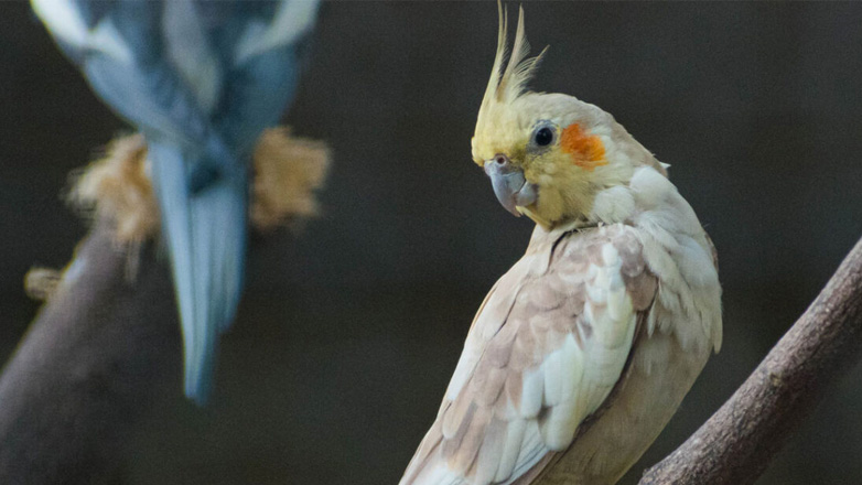 Πώς να μάθετε το παπαγαλάκι σας να μιλάει