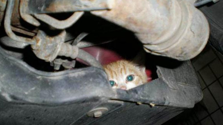 Σπέτσες: Έρευνες για τη θανάτωση αδέσποτων γατών