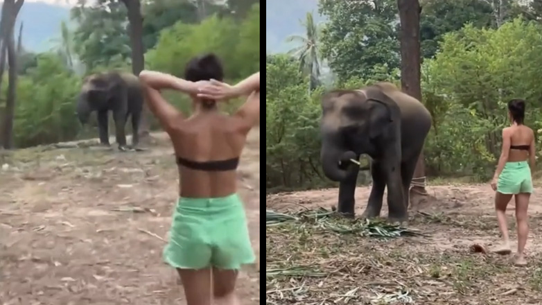Νεαρή ήθελε να χαϊδέψει έναν ελέφαντα, αλλά εκείνος όχι