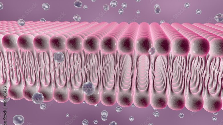 Η βλάβη στις κυτταρικές μεμβράνες προκαλεί γήρανση των κυττάρων