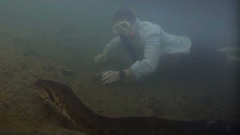 Το μεγαλύτερο είδος φιδιού στον κόσμο ανακαλύφθηκε στον Αμαζόνιο