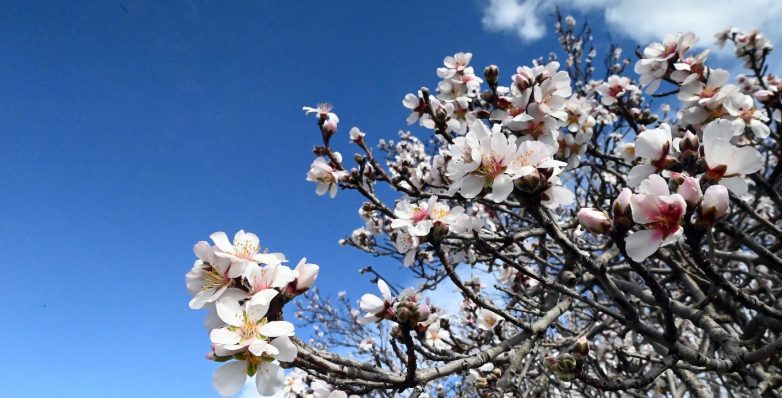 Ανθισμένη αμυγδαλιά