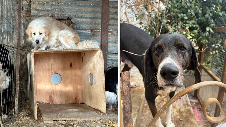 Θεσσαλονίκη: Πρόστιμα 72.200 ευρώ σε ιδιοκτήτρια για 54 σκυλιά