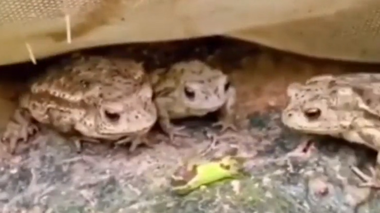 Τρεις βάτραχοι και μια κάμπια