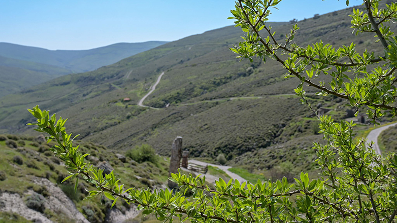 Μυτιλήνη: Η ανοιξιάτικη ανθοφορία στο πάρκο του Απολιθωμένου Δάσους Λέσβου