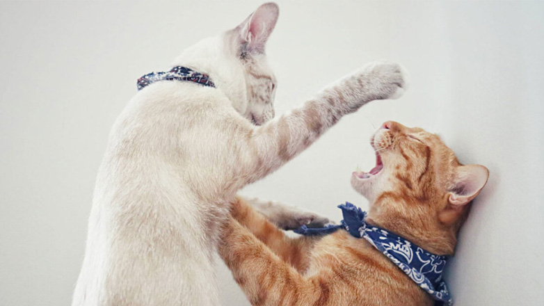 Αρσενική ή θηλυκή γάτα – Τι να επιλέξω;