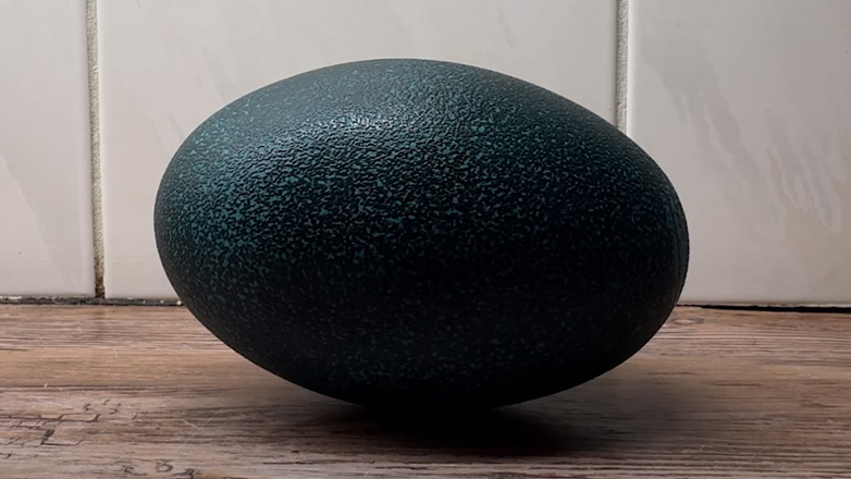 Η εκκόλαψη τριών αβγών εμού