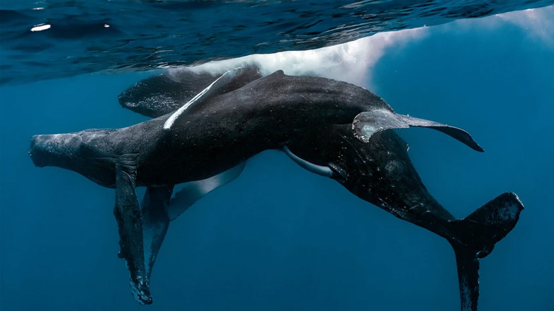 Φωτογραφικό ντοκουμέντο από τη στιγμή που δυο αρσενικές φάλαινες κάνουν σεξ