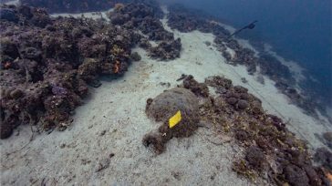 Οργανωμένες επισκέψεις στους Ενάλιους Αρχαιολογικούς Χώρους