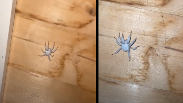 Αράχνη βρίσκεται στο τελικό στάδιο μόλυνσης από τον μύκητα Cordyceps