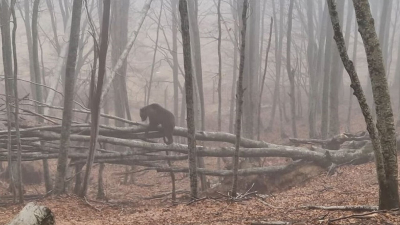Νυμφαίο: Ξύπνησαν από τη χειμερία νάρκη οι αρκούδες