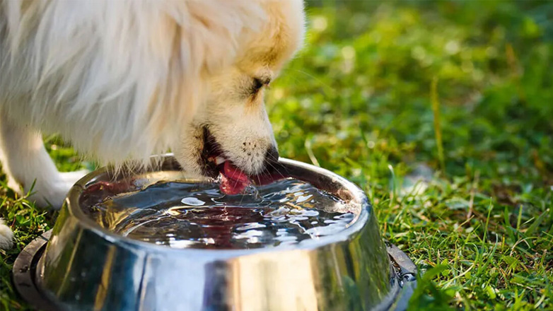 Γιατί δεν πρέπει ο σκύλος να πίνει νερό από κοινόχρηστο μπολ