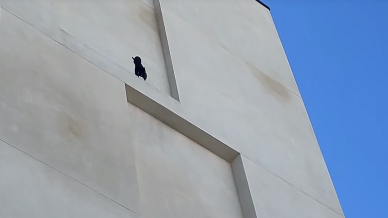 Kοράκι ενοχλείται από τις ακίδες κατά των πουλιών