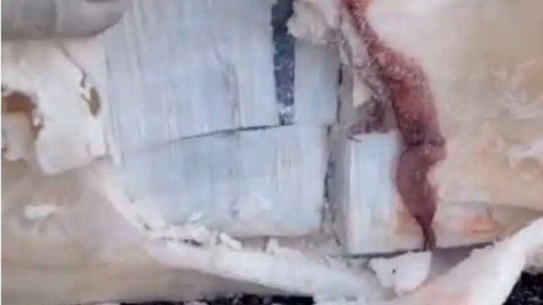 Πορτογαλία: Έβαλαν 1,3 τόνους κοκαΐνης μέσα σε κατεψυγμένα ψάρια