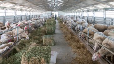 Κτηνοτροφία: Προκήρυξη για  δωρεάν αντικατάσταση ζωικού κεφαλαίου και ανακατασκευή στάβλων σε Θεσσαλία, Έβρο, Β. Φθιώτιδα