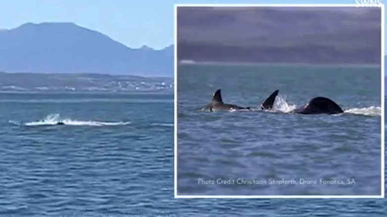 Φάλαινα όρκα σκότωσε έναν μεγάλο λευκό καρχαρία