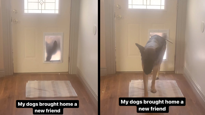 Οι σκύλοι έφεραν στο σπίτι ένα φίλο τους