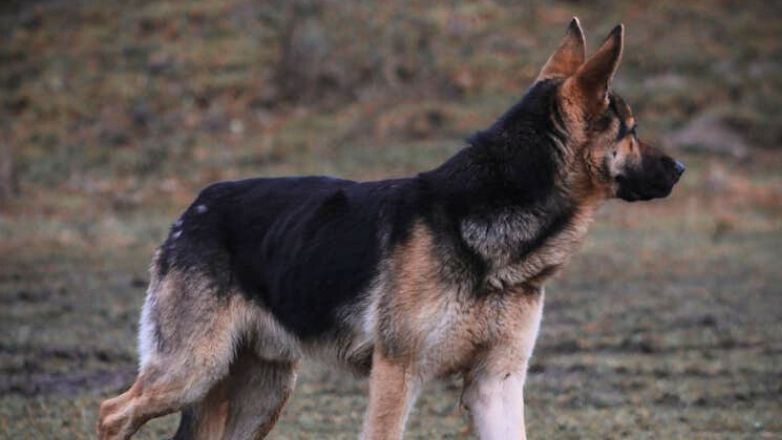 Φθιώτιδα: Στο νοσοκομείο 90χρονη μετά από επίθεση αδέσποτων σκυλιών στην Ελάτεια