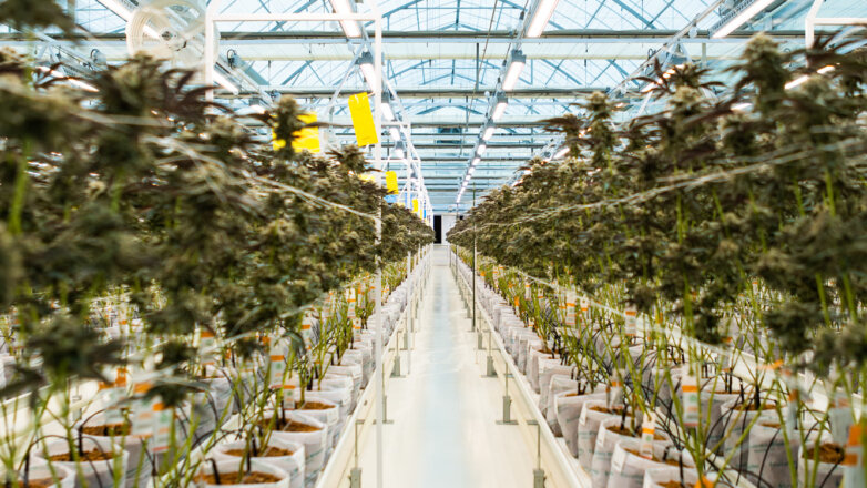 Η Tikun Olam διαθέτει στην αγορά νέα τελικά προϊόντα φαρμακευτικής κάνναβης σε μορφή στοματικών σταγόνων