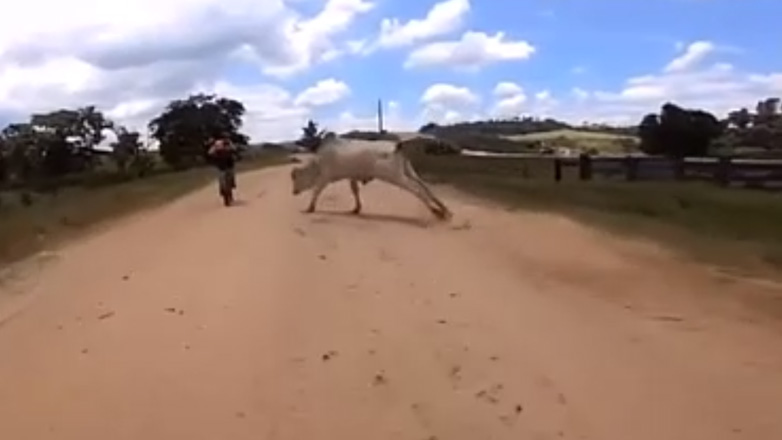 Το ατύχημα της αγελάδας