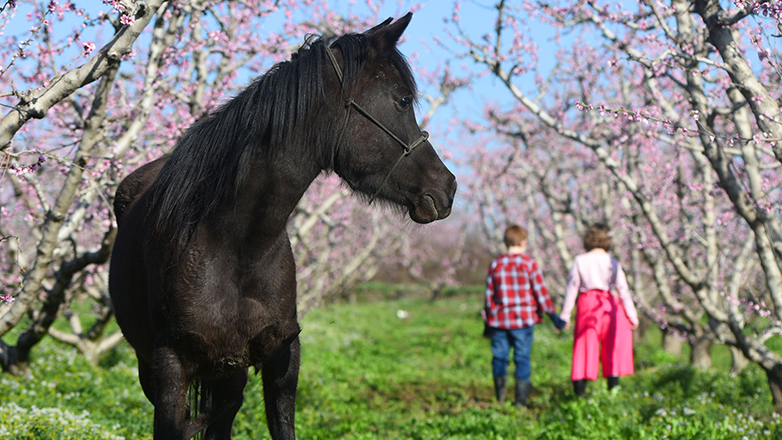 Βέροια: Η Άνοιξη έφτασε και το μαρτυρούν οι Ανθισμένες Ροδακινιές στον εύφορο κάμπο της Ημαθίας