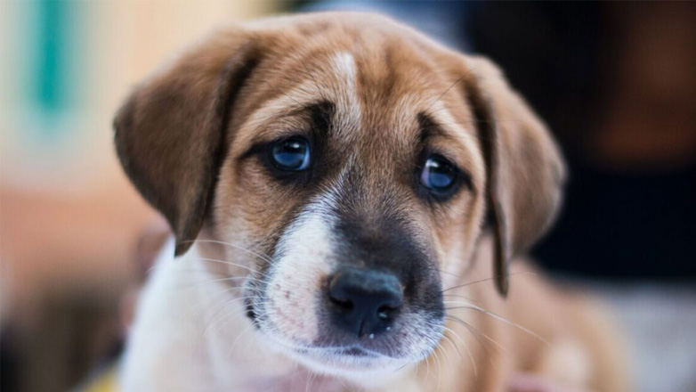 Πώς θα καταλάβετε ότι ο σκύλος έφαγε φόλα