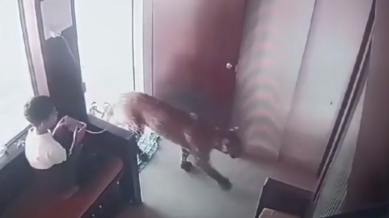 Τι να κάνετε όταν μια λεοπάρδαλη μπαίνει στο σπίτι σας;